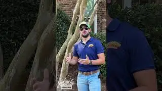 Black Mold on Crape Myrtles?