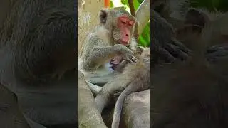 So sweet monkey family #janefamily #animals #monkeyjane #monkey #cute #janegivebirth #funny #shorts