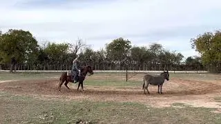Chovez roping donkey