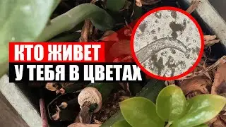 ХОТИТЕ УВИДЕТЬ? КТО ЖИВЕТ В ЦВЕТОЧНОМ ВАЗОНЕ ПОД МИКРОСКОПОМ!
