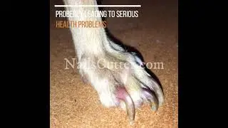 Nails Cutter&trade; - Rechargeable Pet Nail Grinder