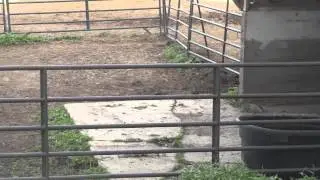 Swallows Dive-Bomb Cat