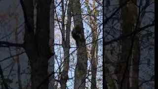 Porcupine Climbing a Tree