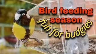 Bird feeding season, fun for budgies / Сезон подкормки птиц, развлечение для волнистых попугайчиков