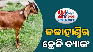 Newsmaker 2024 : Educated Couple's Innovative 'Goat Bank' Fosters Employment In Kalahandi