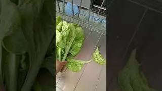 fresh vegetables from the garden( OFW Taiwan)