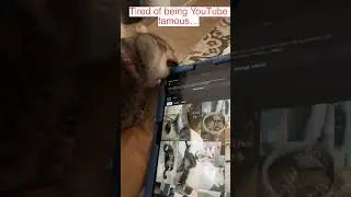 This Cat Is Mad at Her Internet Fame 😳