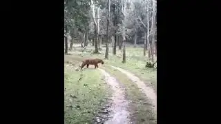 Tiger Walking around | International Tiger Day 2022 #shorts #duke390 #Tiger safari #short