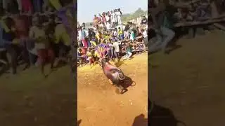 SRP Bull/mass performance/TN Bulls fans page