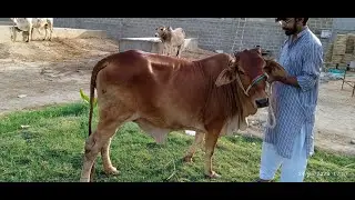 The Mysterious Behavior of Choco, Our Mischievous Cow @ANCattleFarm||A.H CATTLES