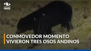 Registro muestra la vida de osos andinos con sus cr&iacute;as en el Parque Chingaza, Cundinamarca