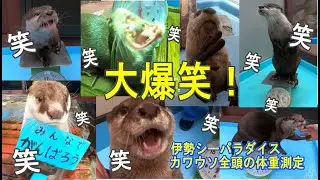 【カワウソ】伊勢シーパラダイスのカワウソ全頭まるっと体重測定(^^)/（伊勢シーパラダイス／水族館）