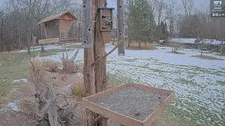 Pre-Storm Feeding Frenzy! Cardinals, Woodpeckers & More Before the Snow | 4K Nature