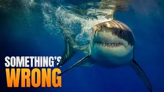 Great White Sharks Are Suddenly Disappearing