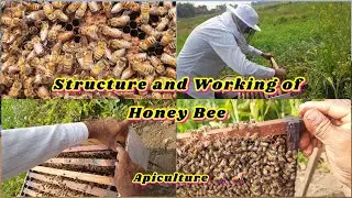Structure of Different Types of Honey Bee 🐝 | Apiculture at home | Queen, Drone & Worker Bees🙋&zwj;♀️👌🐝