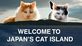 How To Get To Japan's Cat Island
