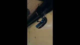 Beetle Tries to Save Friend! INSECT ALTRUISM! African Sun / Fruit Beetle