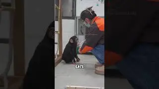 A gentle and intelligent little gorilla#animals #funnyanimal #funny #cute #chimpanzee