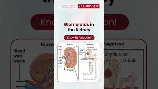 Glomerulus &ndash; The Kidney&rsquo;s Tiny Filter That Does Big Work!