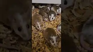 AFRICAN SOFT FUR RODENTS/GOOD ADVICE