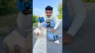 Asmr Bird And Rc Camel