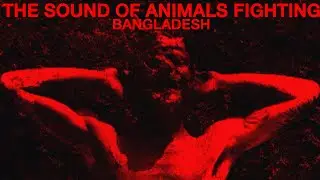 The Sound of Animals Fighting - Bangladesh (Official Music Video)