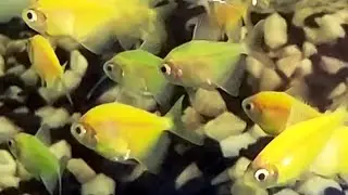 glofish - gold tetra fish | ornamental exotic fish at aquarium