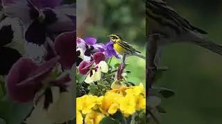 Music and Nature