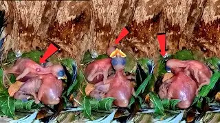 Myna mother starved immature baby to death and throwed it ||Myna's baby died @animalswithbirds