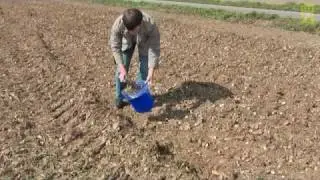 Schwadproben auf Heterodera schachtii