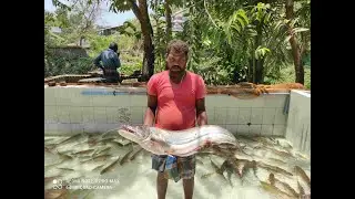 Amazing Big 7 Kg Valai Meen | Fish Activities | Bio Floc Fish Tank | Fish & Fishing | Best Fishing