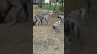Young Kangals attacking their father!  #kangal #kangaldog  #dogcasttv