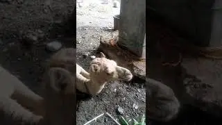 #Small @Camel 🐫 #Shorts #treandingshorts #viralshorts #YouTubeshorts #Devalal #Kothapalli