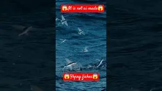 You Won&rsquo;t Believe This Fish Can Fly 🐟🪽.😱😱. real truth.