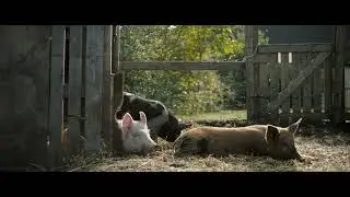 New Pigs on the Block Trailer - Sheffield DocFest 2022
