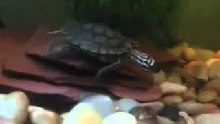 Northern Black Knobbed Sawback Turtle
