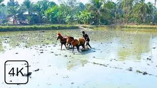 Peaceful Bangladesh Village Scenery | Rural Life & Nature Relaxing Video 4K | Village Vista