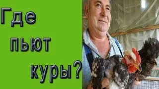 Как содержать кур зимой?  Зимние поилки