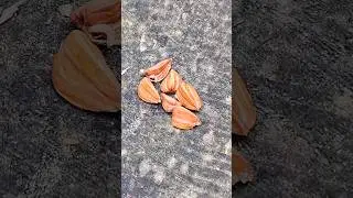 Getting lnto a Beech Nut #shorts