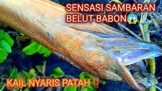 MANCING BELUT MONSTER PAS DI SARANGNYA,GAK TAKUT SAMA ORANG,parit baru cuci setelah 3 tahun