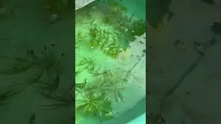 Betta fry #bettafry #bettababies #bettabreeding #breedingsetup #aquarium #bettafarm #fishbreeding
