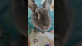 Funny and Cute Mini Rex Bunny Rabbit #shorts #bunny #rabbit
