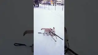 Собачинская радость🥳Dog joy