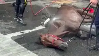 Carriage Owner Accused of Forging Collapsed Horse&rsquo;s Age