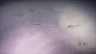 California Butterfly Ray