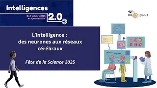 L'intelligence, des neurones aux réseaux cérébraux