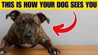 Your Dog Doesn’t Think You’re Human – What Science Finally Reveals
