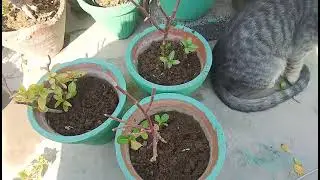 Madagascar periwinkle plant 🌺💖