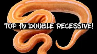 The 10 Most Popular Double Recessive Ball Pythons!