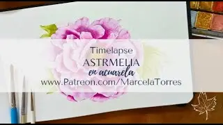 Timelapse Peonía en acuarela